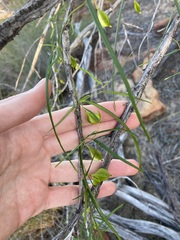 Dioscorea hastifolia