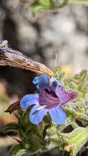 Image of Penstemon diphyllus by (c) Darrin Gobble, some rights reserved (CC BY)