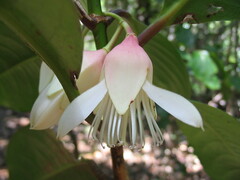 Crossostylis grandiflora