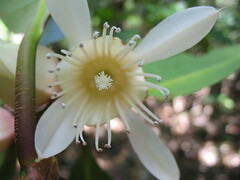 Crossostylis grandiflora