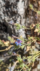 Penstemon diphyllus