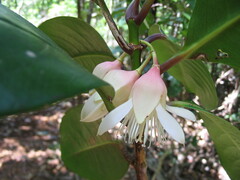 Crossostylis grandiflora