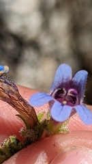Penstemon diphyllus