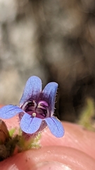 Penstemon diphyllus