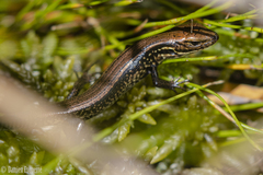 Eulamprus kosciuskoi