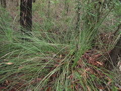 Xanthorrhoea minor minor
