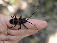 Ceroplesis orientalis