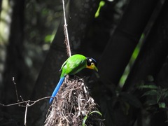 Psarisomus dalhousiae