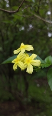 Pseudomussaenda flava