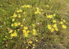 Jacobaea borysthenica