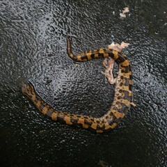 Ovophis monticola