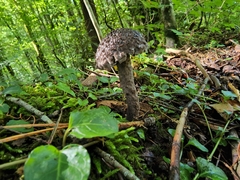 Strobilomyces confusus