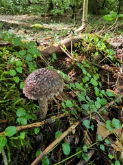 Strobilomyces confusus
