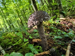 Strobilomyces confusus