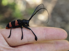 Ceroplesis orientalis