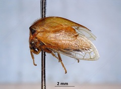 Stictocephala basalis