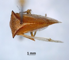 Stictocephala basalis