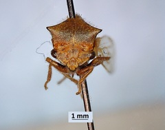 Stictocephala basalis