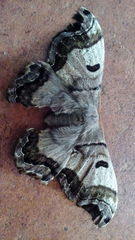 Arsenurinae