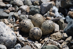 Charadrius hiaticula