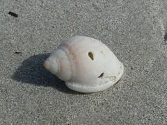 Semicassis semigranosa