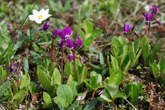 Primula frigida