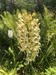 Platanthera × bicolor