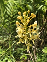 Platanthera × bicolor