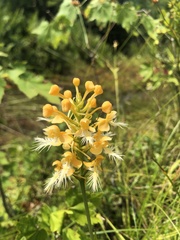 Platanthera × bicolor