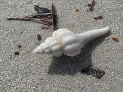 Propefusus australis