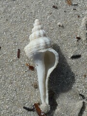 Propefusus australis