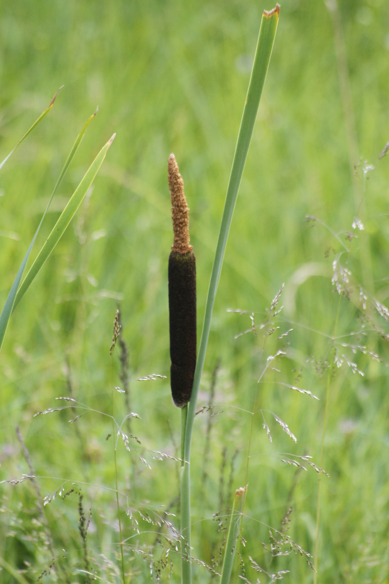 Typha shuttleworthii W.D.J.Koch & Sond.
