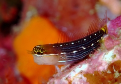 Pictus Blenny photo 2