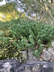 Sedum acre