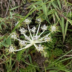 Cortia depressa