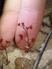 Drosera radicans