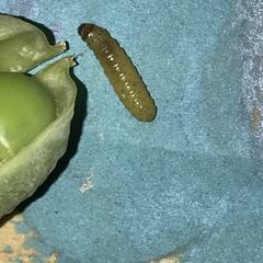 Lepidoptera