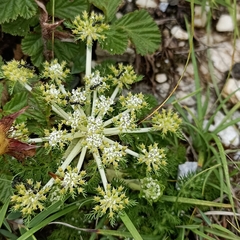 Cortia depressa