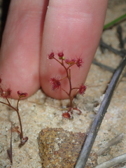 Drosera radicans