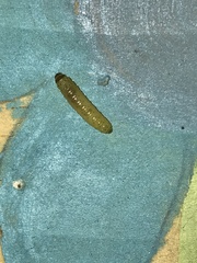Lepidoptera