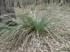 Xanthorrhoea concava