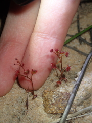 Drosera radicans