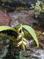 Bulbophyllum cariniflorum