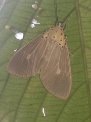 Asota canaraica