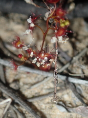 Drosera radicans