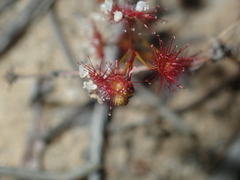 Drosera radicans