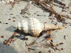 Propefusus australis