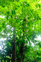 Quararibea asterolepis