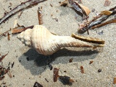 Propefusus australis