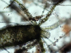 Hydra viridissima